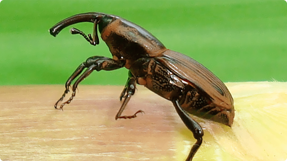 Controle do bicudo (Sphenophorus)