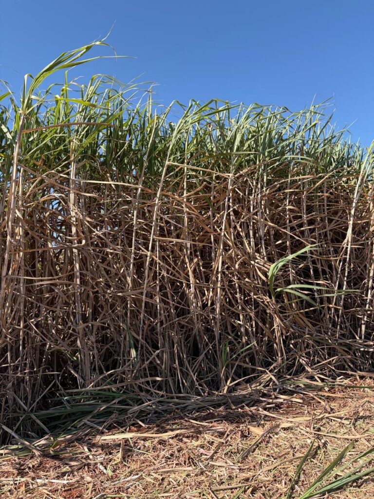 Cana CTC9009 no campo